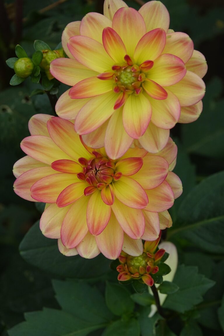 découvrez l'histoire fascinante des origines et explorez les racines profondes qui ont façonné notre monde.