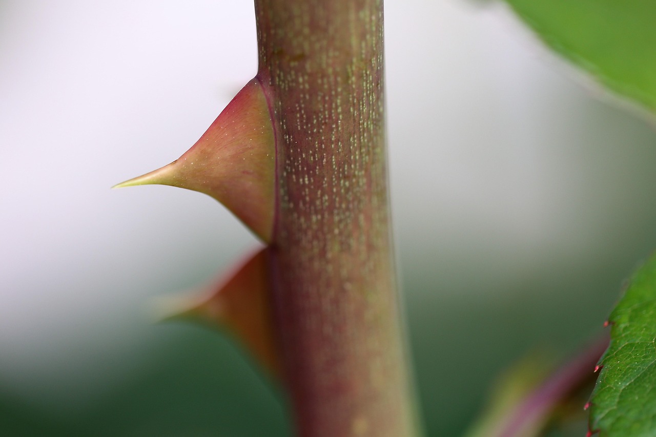 découvrez comment protéger les médias indépendants pour garantir la liberté d'information et soutenir le journalisme impartial et transparent.