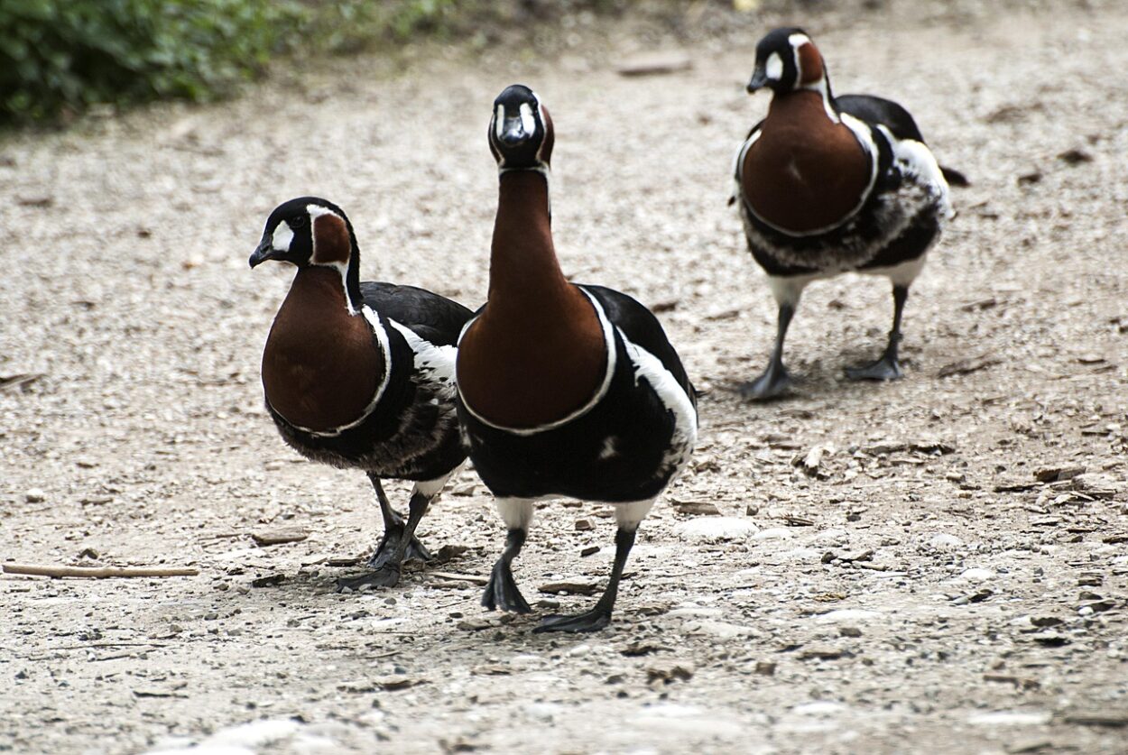 découvrez l'importance des corridors écologiques pour préserver la biodiversité et faciliter le déplacement des espèces sauvages en toute sécurité.
