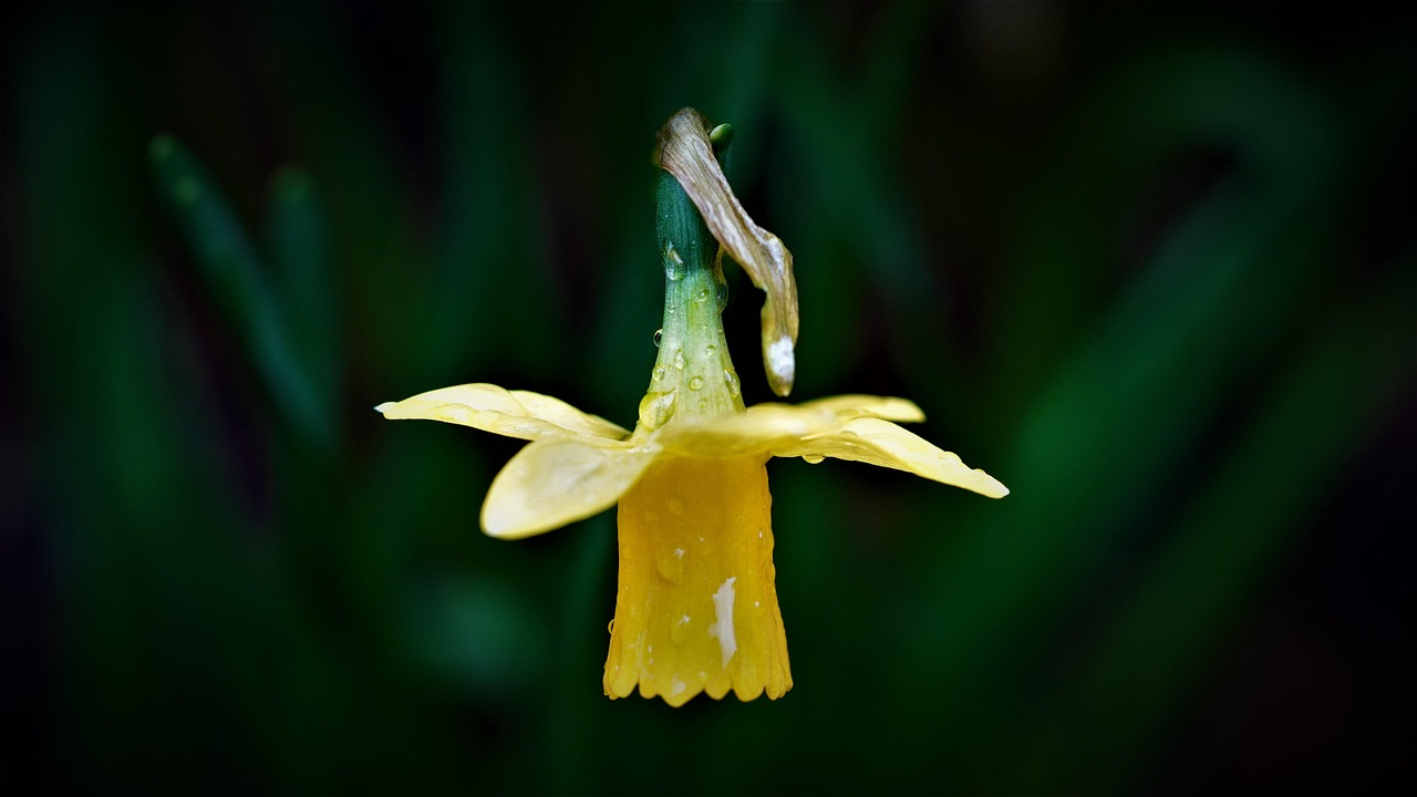 découvrez le daffodil festival, une célébration colorée des jonquilles avec des défilés, des événements culturels et des animations pour toute la famille.
