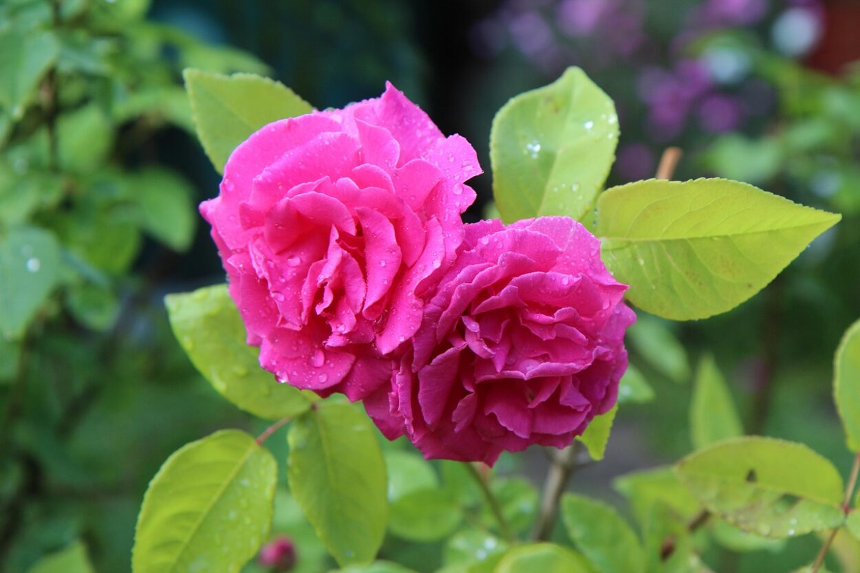 découvrez les rosiers street attack, des arbustes florifères au parfum envoûtant, parfaits pour sublimer votre jardin avec des fleurs éclatantes et une résistance exceptionnelle.