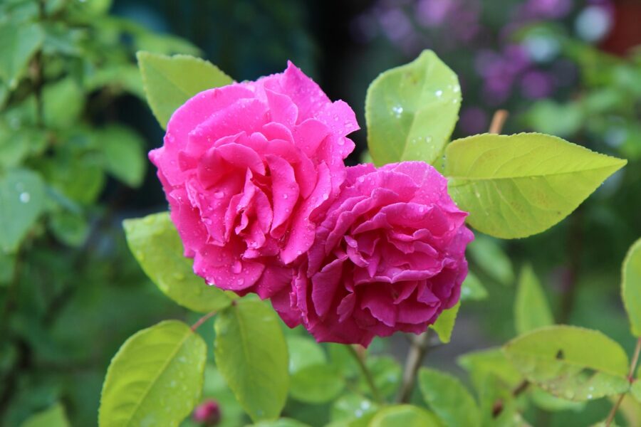 découvrez les rosiers street attack, des arbustes florifères au parfum envoûtant, parfaits pour sublimer votre jardin avec des fleurs éclatantes et une résistance exceptionnelle.