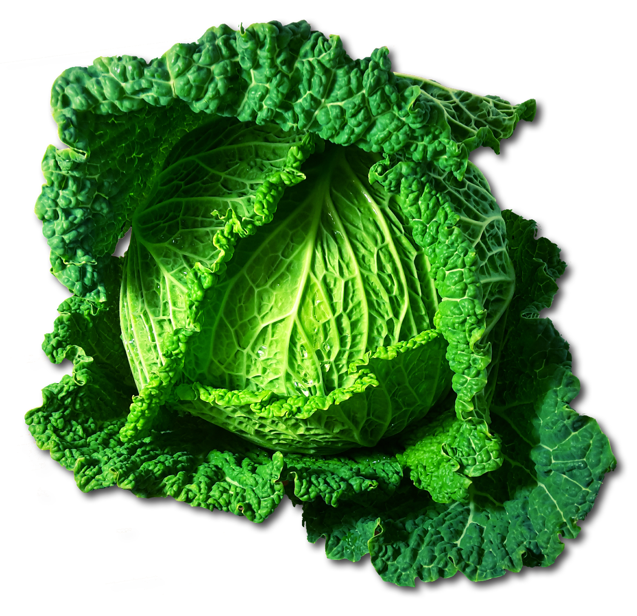 découvrez des recettes saines et savoureuses pour tous les jours. healthy_meals vous guide vers une alimentation équilibrée et pleine de vitalité.